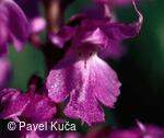 Bílé Karpaty, flóra, květena, orchideje, detail