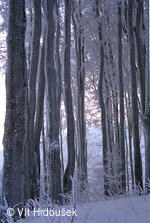 Velká Javořina, prales